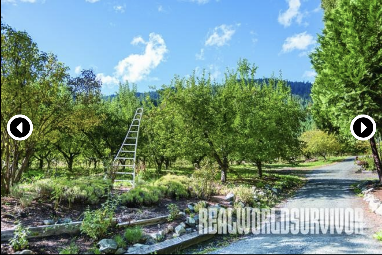 A view of an orchard with trees and a ladder.