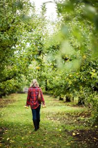 A woman walking through an apple orchard.