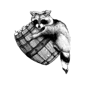 A black and white drawing of a raccoon with a barrel.