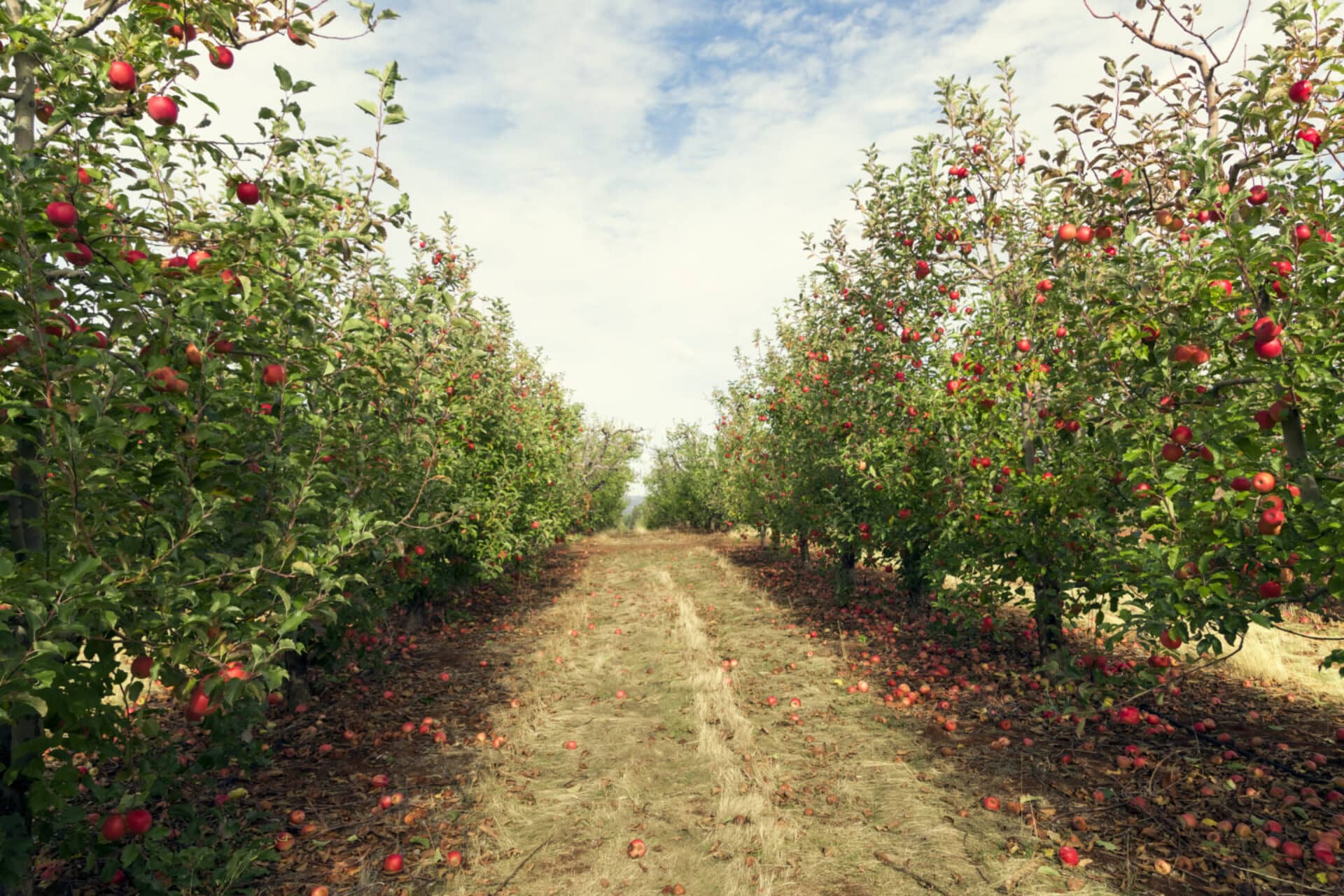 An apple orchard with rows of red apples.
