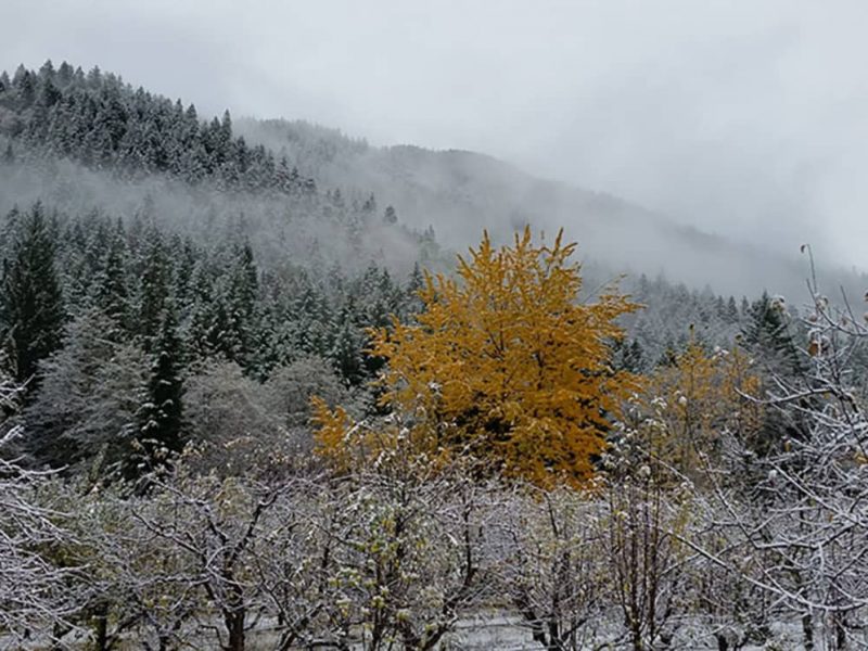 A yellow tree in a snow covered forest.
