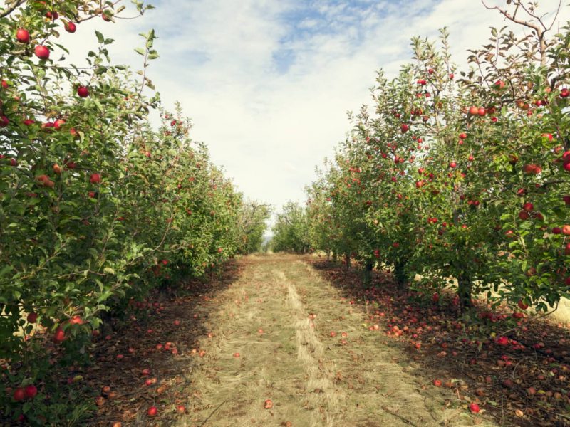An apple orchard with rows of red apples.