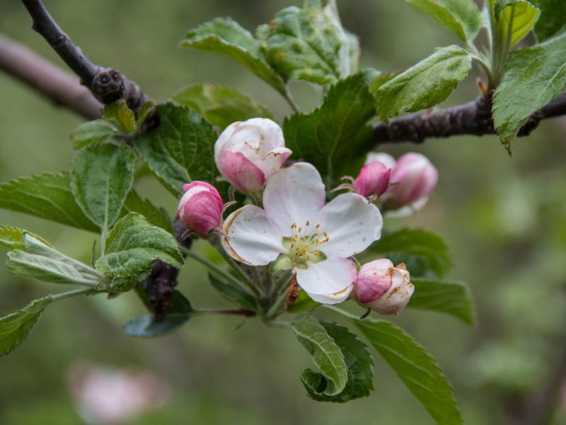 Apple blossoms on a tree branch.